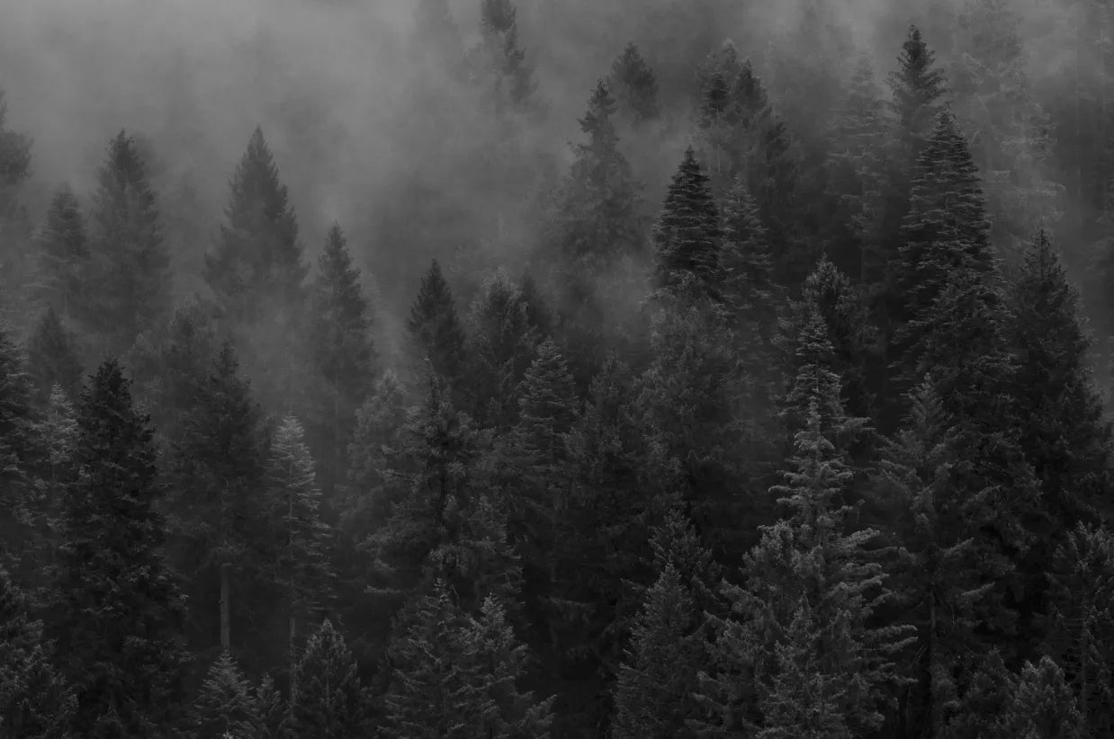 Made in Black Forest